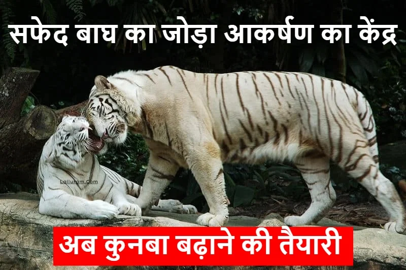 मैत्रीबाग में सफेद बाघ का जोड़ा आकर्षण का केंद्र, प्रबंधन कर रहा कुनबा बढ़ाने की तैयारी