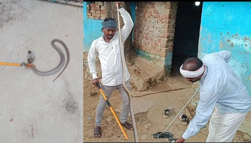 3 साल में 3000 से अधिक जहरीले सांपों का सुरक्षित रेस्क्यू, सर्प मित्रों ने कहा – सांप दिखने पर मारे नहीं, जिला प्रशासन को दें सूचना