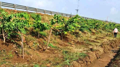 छत्तीसगढ़ के राष्ट्रीय राजमार्ग बन रहे ग्रीन कॉरिडोर, ‘एक पेड़ मां के नाम 2.0’ अभियान के तहत NHAI ने इस साल लगाए 2.71 लाख पौधे